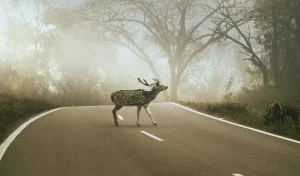 A striking image of a deer crossing a foggy forest road, surrounded by serene wilderness.