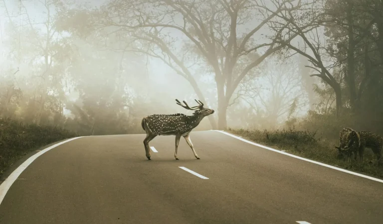 A striking image of a deer crossing a foggy forest road, surrounded by serene wilderness.