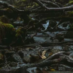 A tranquil forest creek flows over mossy rocks and under twisted branches.